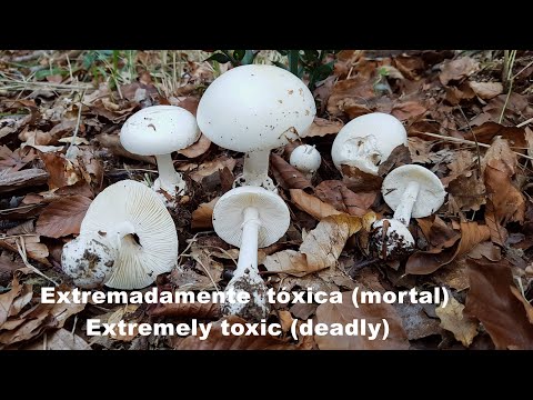 Amanita phalloides var.  alba  (MORTAL- DEADLY ) - 4K -