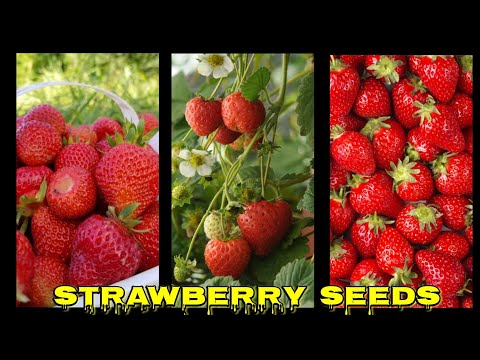 How To Grow Strawberries From Seeds  | Shorts | @Leocuts_Status_Hd