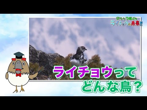 7 羽のオスのクロライチョウが展示エリアに集まっており、白い尾が扇状に広がっていて、はっきりと見えます。