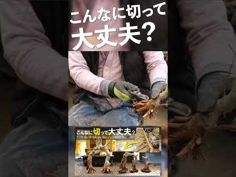 屋内および屋外の盆栽の選択とメンテナンス: 初心者でもプロのように矮性の木の世話をする  庭園