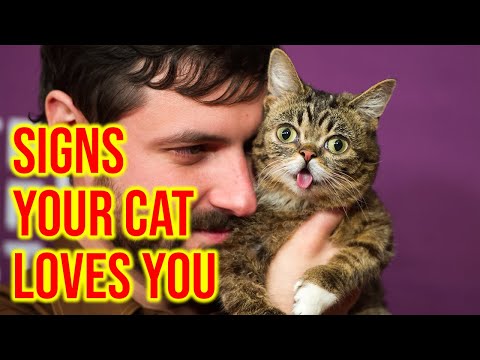 10 Unmistakable Signs Your Cat Loves You