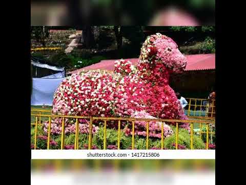 flower show 2022 through lilly jeya let us watch