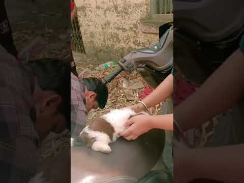 Zuni's first vaccination/She dont even react on it/#doglover #animals #sitzu #dog #shorts