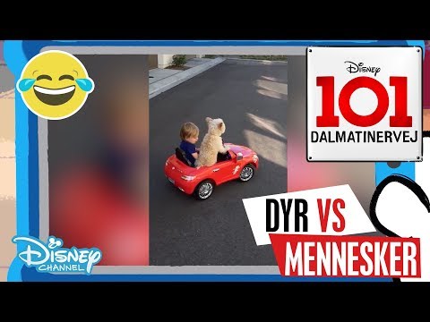Dalmatinervej 101 | Dyr vs Mennesker: På hjul 🚗- Disney Channel Danmark