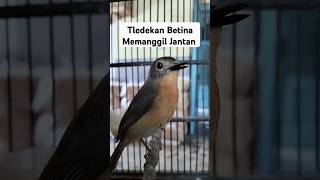 Download lagu Suara Tledekan Betina Gacor Memanggil Jantan Ampuh Untuk Memancing Burung Bahan Agar Cepat Bunyi mp3