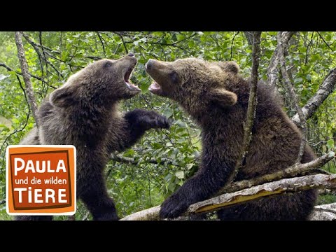 Bärengeschwister #4 |  Bärenhunger | Paula und die wilden Tiere