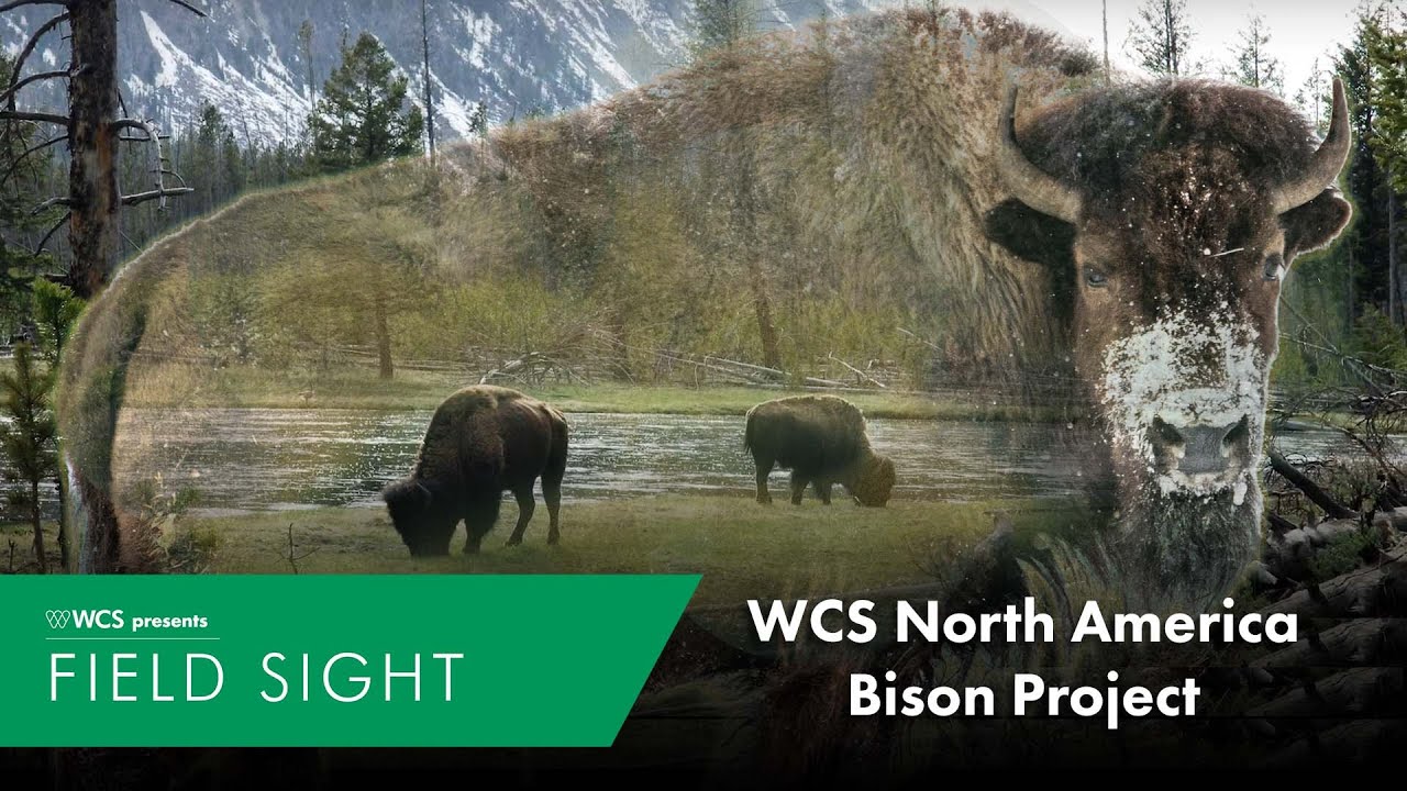 WCS North America Bison Genetics Project