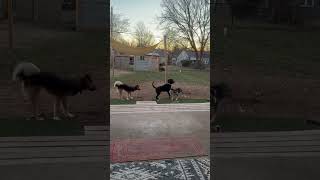 Video preview image #1 Labrador Retriever-Unknown Mix Puppy For Sale in Wakefield, RI, USA