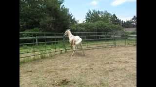 preview picture of video 'Copy of NP Auralea Palomino Tobiano Arabian filly'