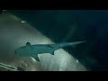 ANIMAL KINGDOM AT SHARK REEF AQUARIUM MANDALAY BAY LAS VEGAS 09182021
