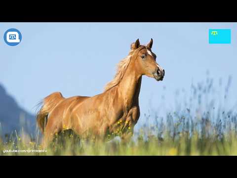 [QWT] Эмине Зиадинова - Къырым къызы