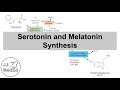 Serotonin And Melatonin Synthesis Tryptophan Metabolism