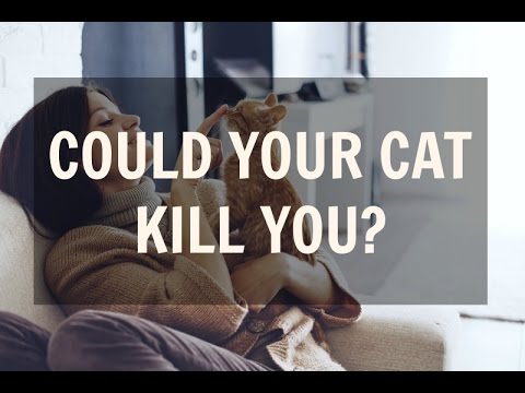 Could Your Cat Kill You? (What Is Cat-scratch Disease?)