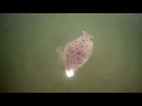 nj flounder / fluke fishing a underwater view