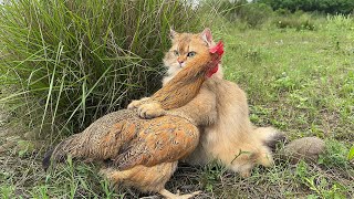 The cat hugged the hen to protect her, and the hen was scared when she saw the car!😂Too cute funny