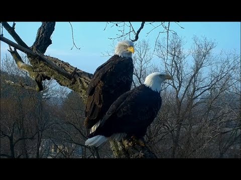 Decorah Eagle Cam ~ Busy With Nestorations ~ Beautiful Closeups Of UME-2 & Mom 11.2.18