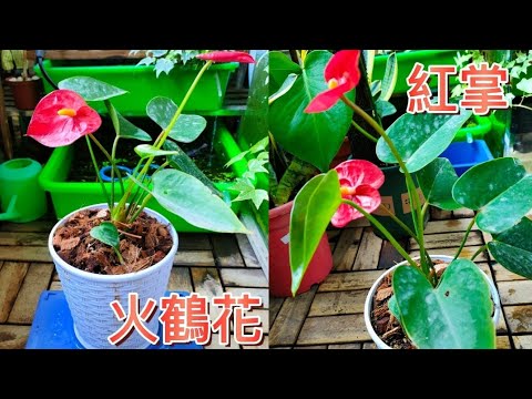 火鶴可以種在室內嗎