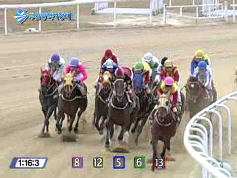 2008 The Mayor of Busan Metropolitan Cup (G3)