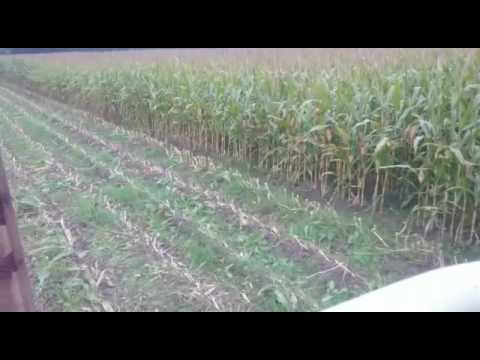 Bio-Mais häckseln 2015 mit IHC 624 und Einreiher