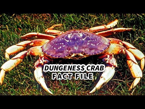 , title : 'Dungeness Crab Facts: Have YOU Seen This CRAB? 🦀 Animal Fact Files'