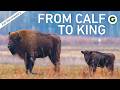 Bison Nation The Life Of A Yellowstone Giant Full Documentary