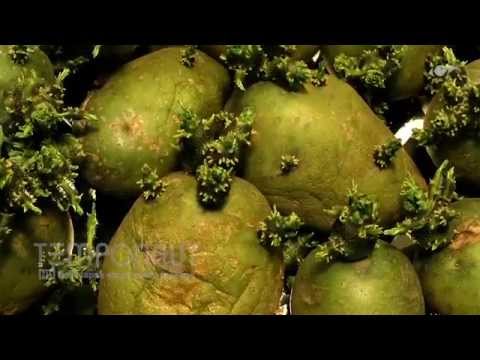 Zeitraffertour: Verrottendes Obst | Encyclopaedia Britannica