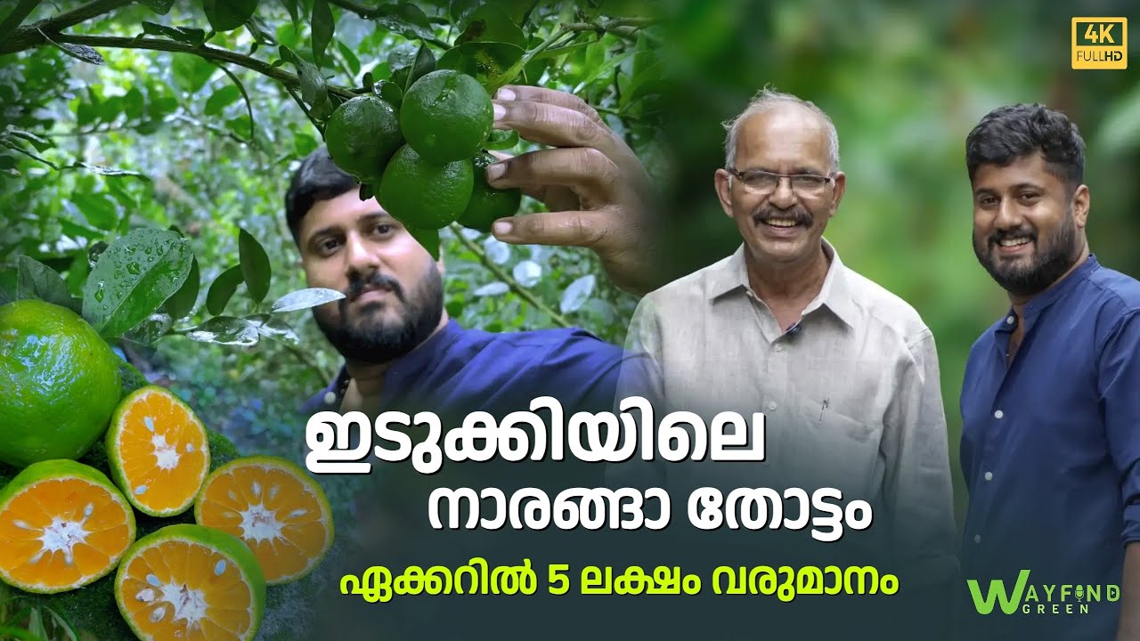 ഇടുക്കിയിലെ നാരങ്ങാത്തോട്ടം, അഞ്ച് ലക്ഷം വരുമാനം | Lemon orchard in Idukki, income of five lakhs