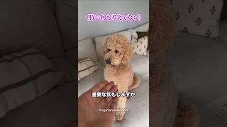 ワンちゃんの飼い主が別れるとき