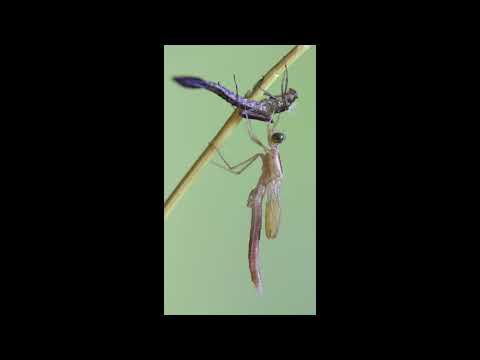 šidlovka / šídlatka brvnatá / Migrant Spreadwing