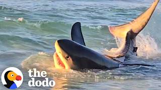 Woman Gets So Emotional Saving A Shark's Life | The Dodo