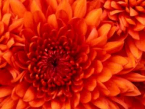 MAKE EM SHAKE IT wmv2