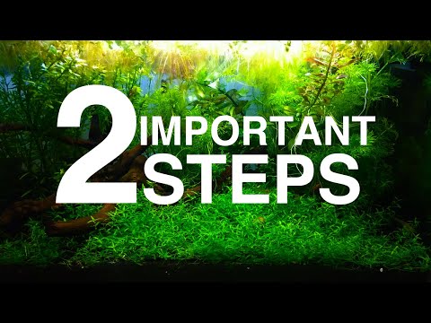 WATCH THIS BEFORE STARTING YOUR PLANTED TANK | One Minute Fish Tank