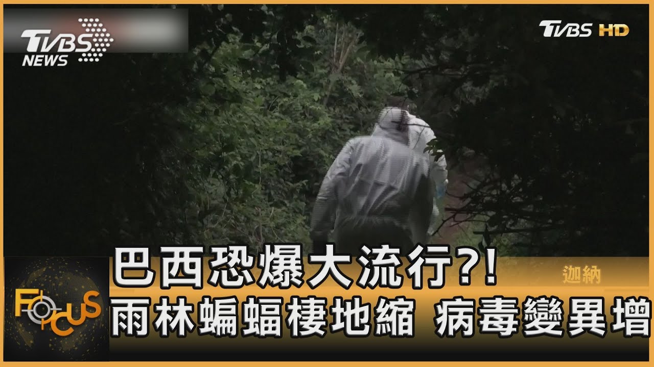 巴西恐爆大流行?!雨林蝙蝠棲地縮 病毒變異增