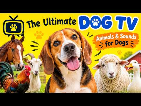 📺🐶 The Ultimate Dog TV | Animals &amp; Sounds for Dogs