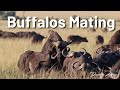 Male Buffalos Trying To Mate But Non Manages To Latest Sightings