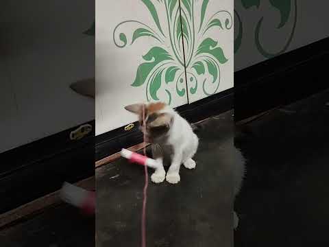 #cat lovers❤️❤️@❤️u #viral #shorts #public