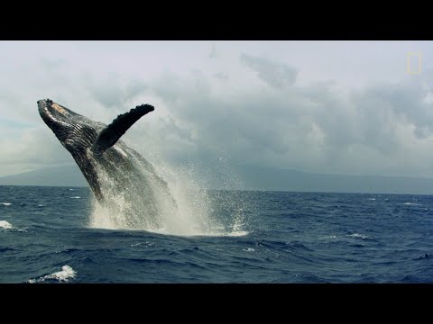 Así son las “carreras de calor” de las ballenas jorobadas | National Geographic España