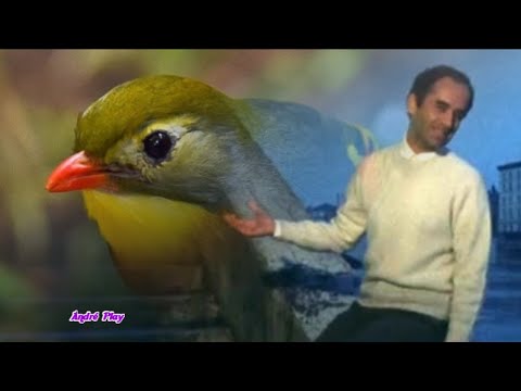 Giani Esposito Un noble rossignol à l'époque Ming