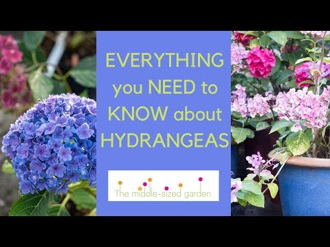 , title : 'Hydrangeas - everything you need to know about growing hydrangeas in your garden'