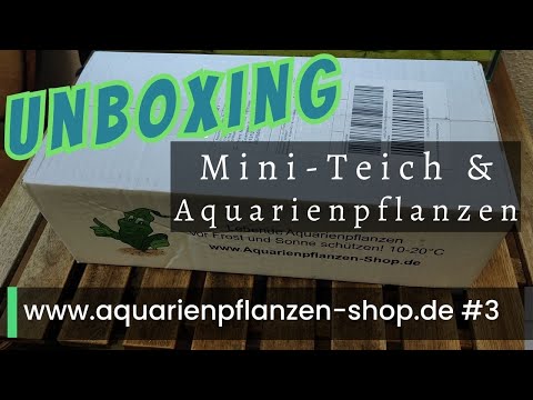 Unboxing Wasserpflanzen von Aquarienpflanzen-shop.de (3)  #aquaristik #aquarium #plants
