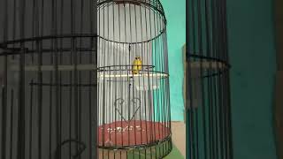 Download lagu Pleci Dakbal Nembak Kenari Mewah Juara #Shorts mp3 Download lagu Pleci Dakbal Nembak Kenari Mewah Juara #Shorts mp3