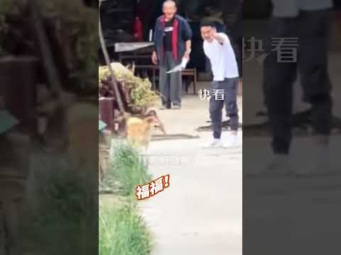 主人一个月不见小狗，小狗见到主人狂奔而来。网友：爱你的总会全力以赴奔向你！