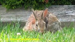 wild cotton tail  rabbits living the dream