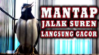 Download lagu JALAK SUREN LANGSUNG BIKIN JALAK SUREN LAIN BERKICAU mp3