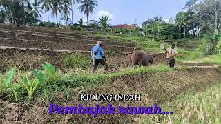 Download lagu Calming‼️A beautiful song of a plowman in the beautiful rice fields of a remote village in Tasikm... mp3