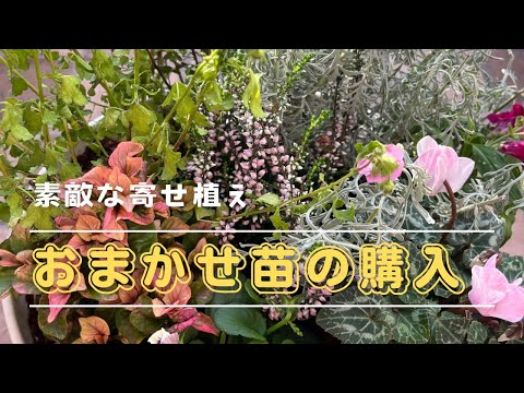 園芸 シデ、シャルミーユ