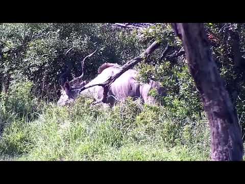 Djuma: Kudu bulls across the dam in the  bushes - 15:40 - 01/02/2023