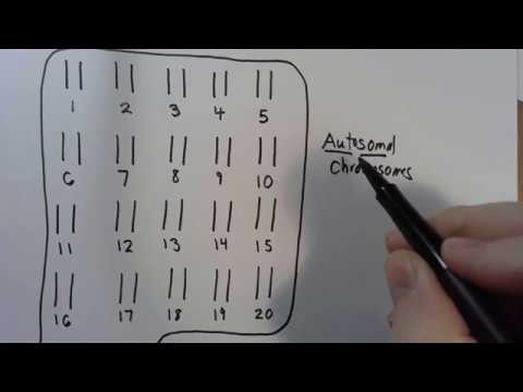 #9 Autosomal vs Sex Chromosomes