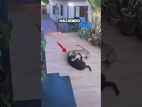 Jaguar ataca a perro repentinamente