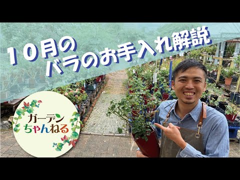 冬の間ディプラデニアを維持するにはどうすればよいですか？手入れのためにいつ持ち込むのですか？  庭園